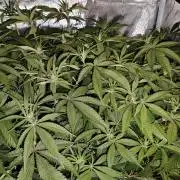 Dante⁸ Scrog Coco