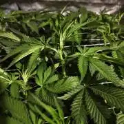 Dante⁸ Scrog Coco