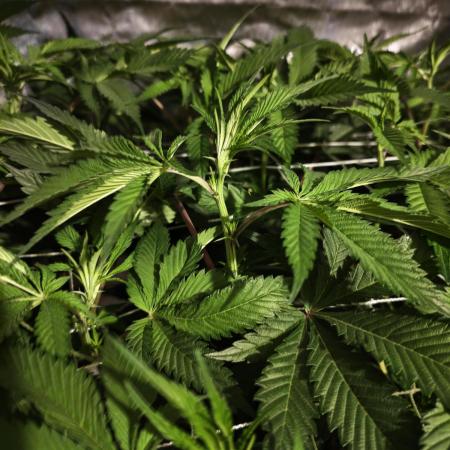 Dante⁸ Scrog Coco