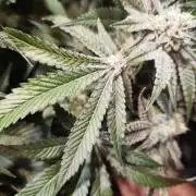 Dante⁸ Scrog Coco