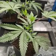 Dante⁸ Scrog Coco