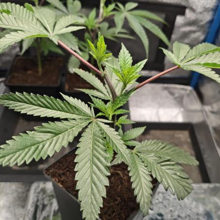 Dante⁸ Scrog Coco