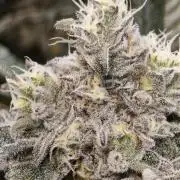 Dante⁸ Scrog Coco