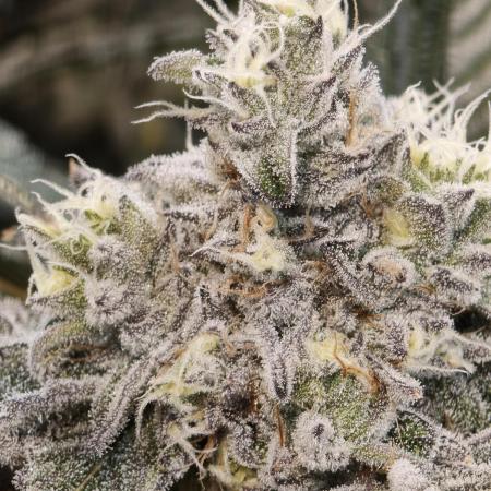 Dante⁸ Scrog Coco