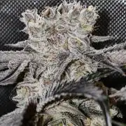 Dante⁸ Scrog Coco