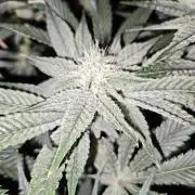 Dante⁸ Scrog Coco