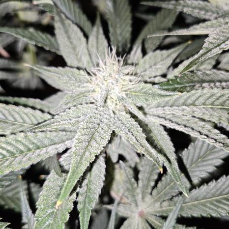 Dante⁸ Scrog Coco