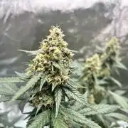 Master Kush Auto Experiment (First Run)