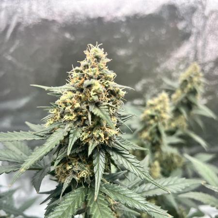 Master Kush Auto Experiment (First Run)