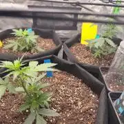 Mimosa auto & Blueberry candiez auto