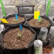 Mimosa auto & Blueberry candiez auto