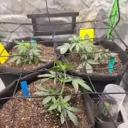 Mimosa auto & Blueberry candiez auto