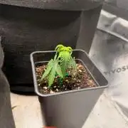 2 Perm Maker Cuts