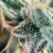 Master Kush Auto Experiment (First Run)