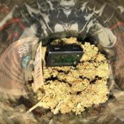 Master Kush Auto Experiment (First Run)