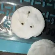 Mimosa auto & Blueberry candiez auto