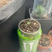 Auto Bomb /Green Bomb - Monster PG