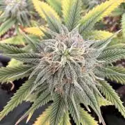 Amnesia Jelly 🦄
