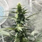 Master Kush Auto Experiment (First Run)