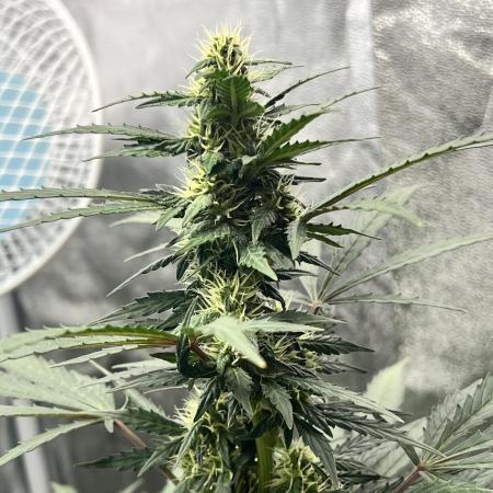 Master Kush Auto Experiment (First Run)