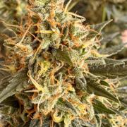 Master Kush Auto Experiment (First Run)