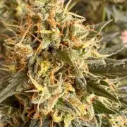 Master Kush Auto Experiment (First Run)