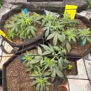 Mimosa auto & Blueberry candiez auto