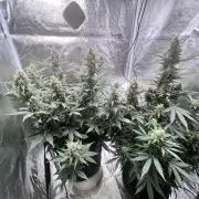 Master Kush Auto Experiment (First Run)