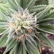 Amnesia Jelly 🦄