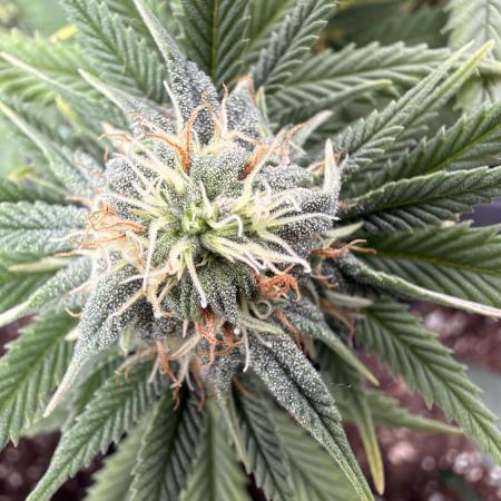 Amnesia Jelly 🦄