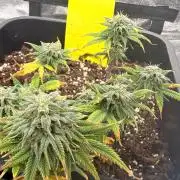 Amnesia Jelly 🦄