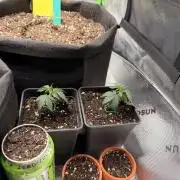 2 Perm Maker Cuts