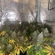 3x photos / 1x bagseed auto - run 2