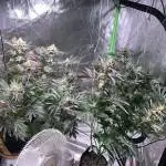 My second grow