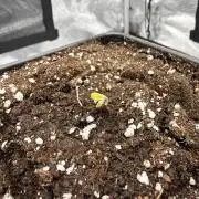 Godfather OG | Second Grow