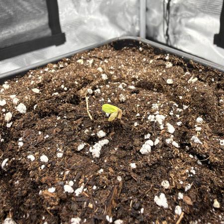 Godfather OG | Second Grow