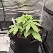 First ever grow!