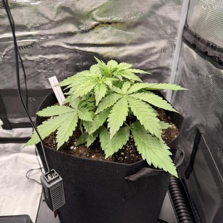 First ever grow!