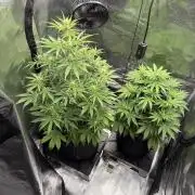 First ever grow!