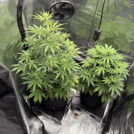 First ever grow!