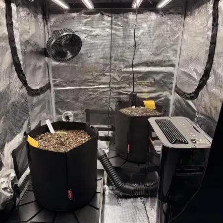 First ever grow!