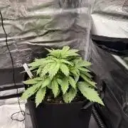 First ever grow!