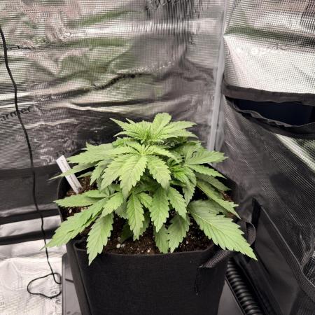 First ever grow!