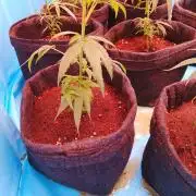 Gartenprojekt