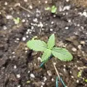Lemon Cherry Cookies by Barney'sfarm