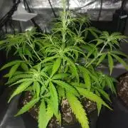 First Time Autos
