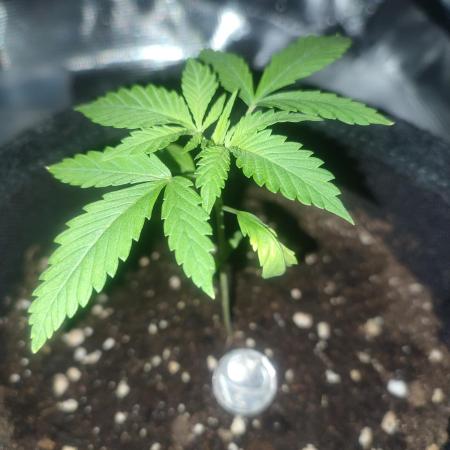 Unsere erste "Prinzessin" - die C99