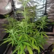 First Time Autos