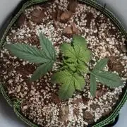 First Planting-Auto Blueberry