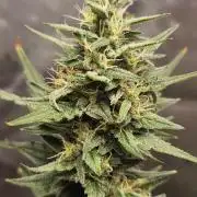 Orange Sherbet